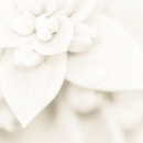 Kits 10, 20, 40 Porta Guardanapos Flor Crisântemo Branco Neve Casamento