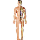 Jogo Diverso Anatomia – Corpo Humano Com Realidade Aumentada