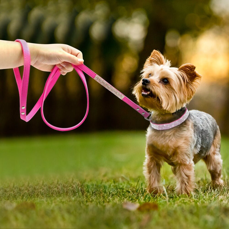 Conjunto de coleira para animais de estimação