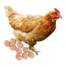 Kit 12 Ovos Falsos Brincadeira Plástico Para Indez Galinha