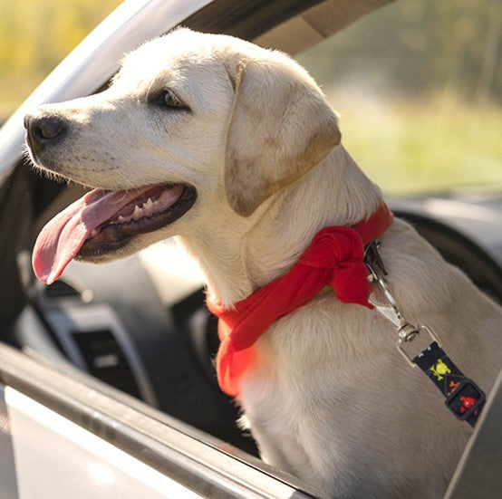 Cinto de Segurança para Animais de Estimação Ajustável, Proteção para Viagem com Pets, Cachorro e Gato